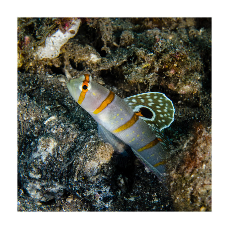 Amblyeleotris randalli : 4 à 7 cm